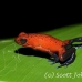 frog_dart_poison_tar_h_0714_cos1045.jpg
